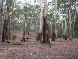 Creswick Forest
